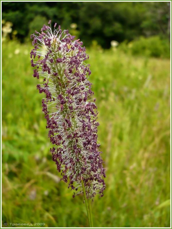 Image of Phleum pratense specimen.