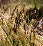 Carex vanheurckii