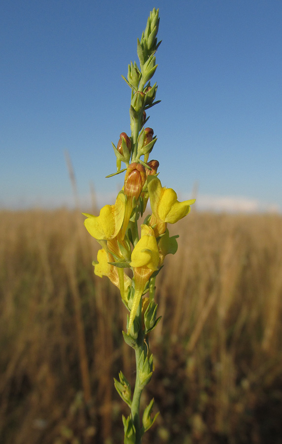 Изображение особи Linaria syspirensis.