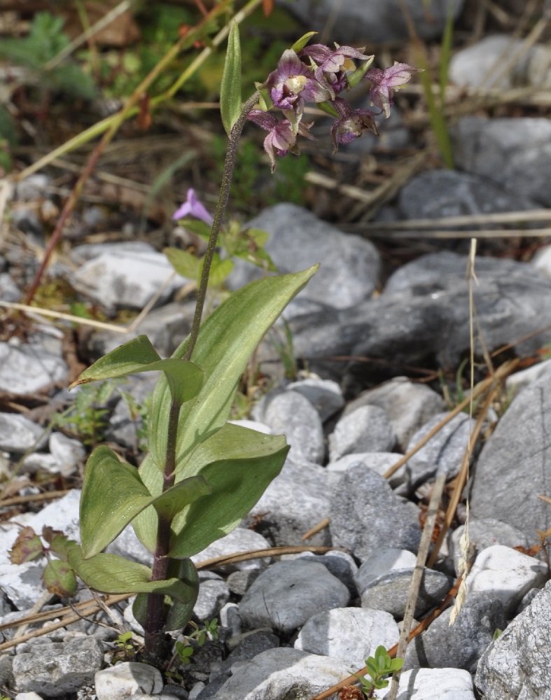 Image of Epipactis atrorubens specimen.