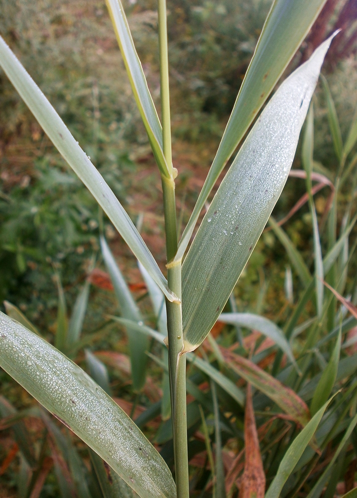 Image of Phalaroides arundinacea specimen.