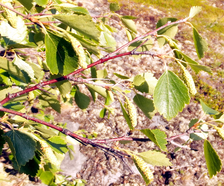 Image of genus Betula specimen.