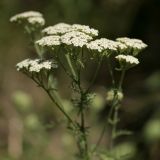 Achillea nobilis