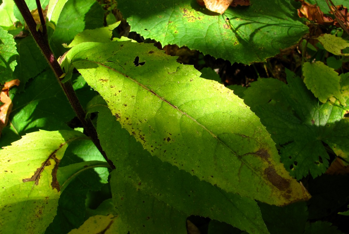 Image of Senecio propinquus specimen.