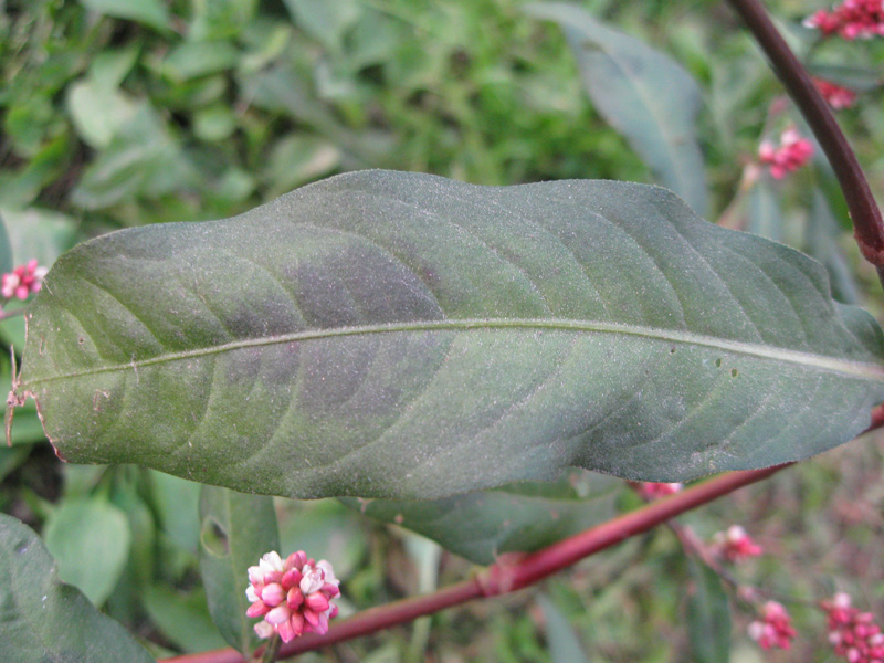 Изображение особи Persicaria maculosa.