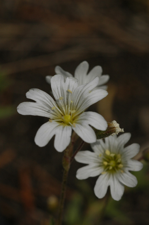 Image of Cerastium arvense specimen.