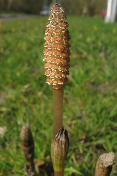 Image of Equisetum arvense specimen.