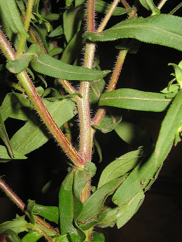 Изображение особи Symphyotrichum novae-angliae.