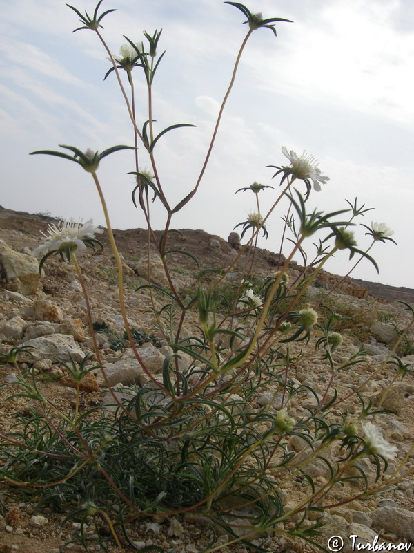 Image of Lomelosia argentea specimen.