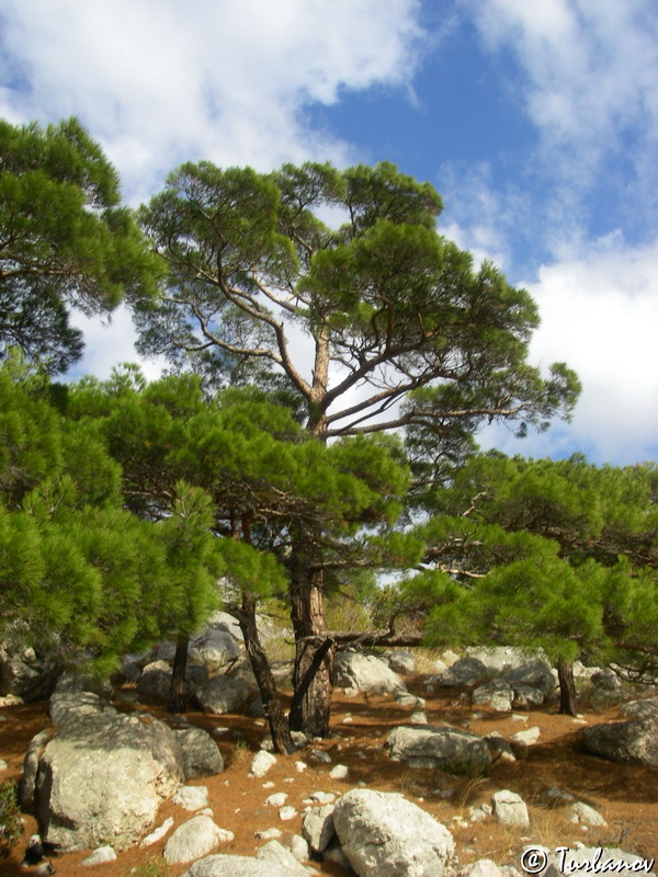 Image of Pinus pityusa specimen.