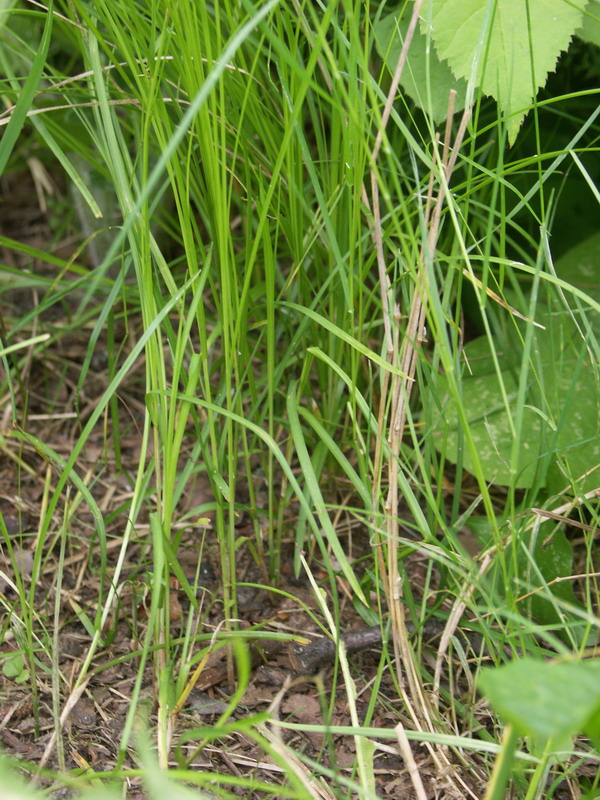 Изображение особи Carex brizoides.