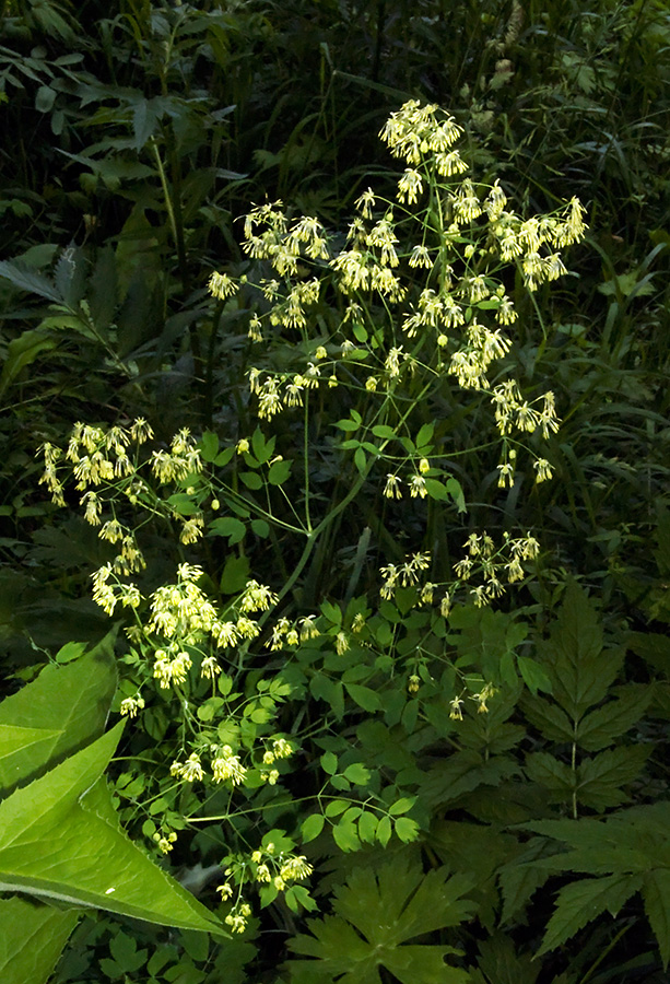 Image of Thalictrum minus specimen.