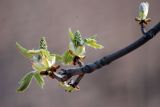 Aesculus hippocastanum. Верхушка ветви с распускающимися листьями и соцветиями. Московская обл., г. Железнодорожный, в культуре. 13.04.2008.