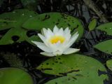 Nymphaea candida