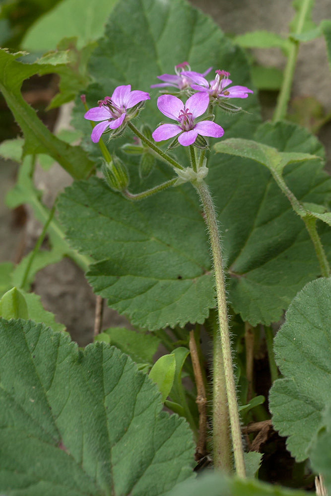 Изображение особи Erodium malacoides.