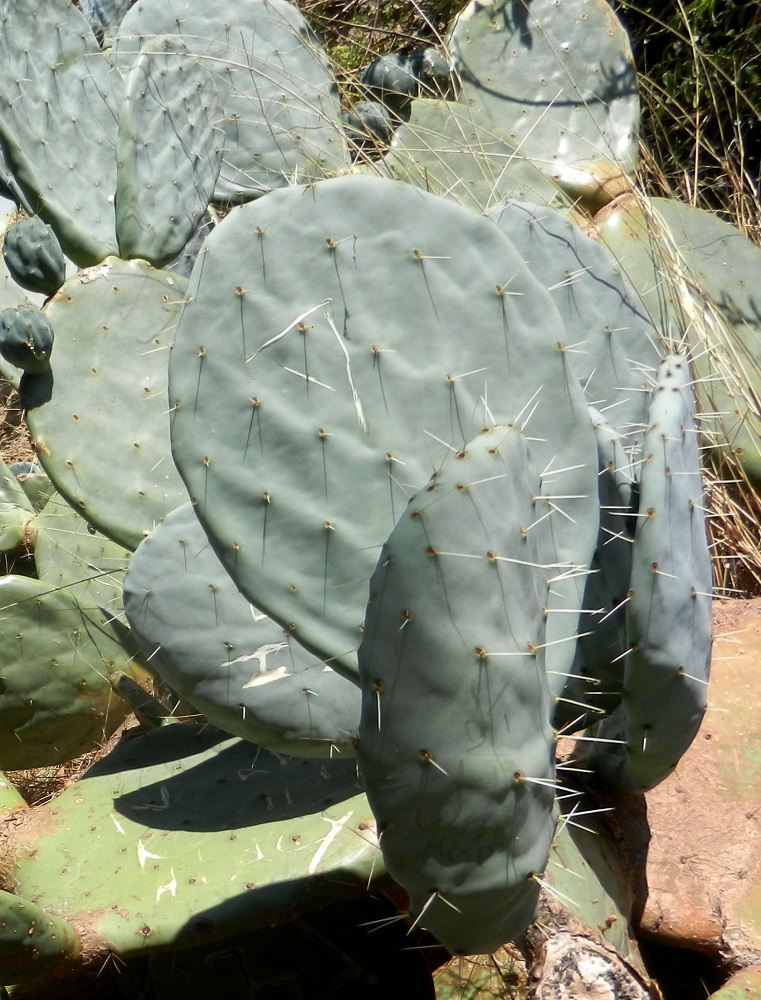 Image of Opuntia robusta specimen.