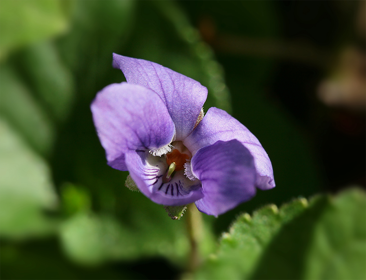 Изображение особи Viola odorata.