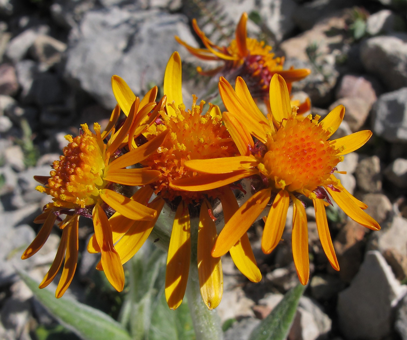 Image of Tephroseris caucasigena specimen.