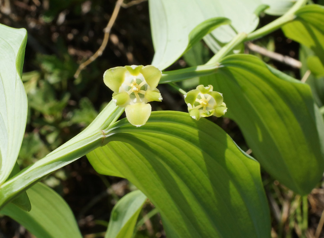 Изображение особи Polygonatum odoratum.