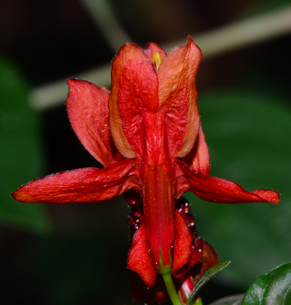 Image of Ruttya fruticosa specimen.