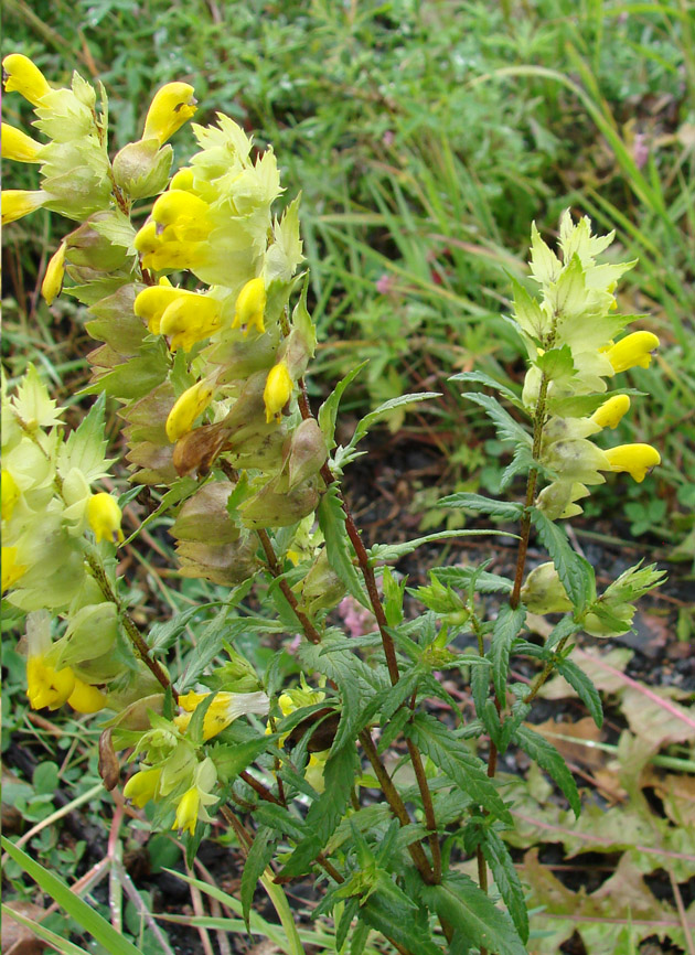 Image of genus Rhinanthus specimen.