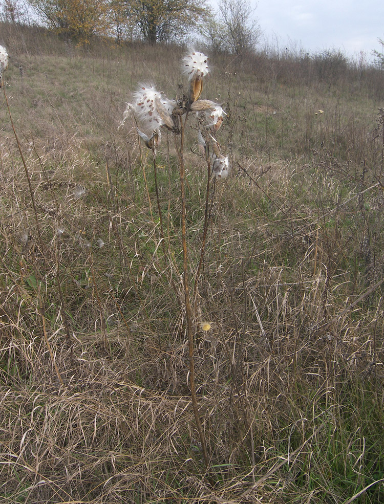 Изображение особи Asclepias syriaca.