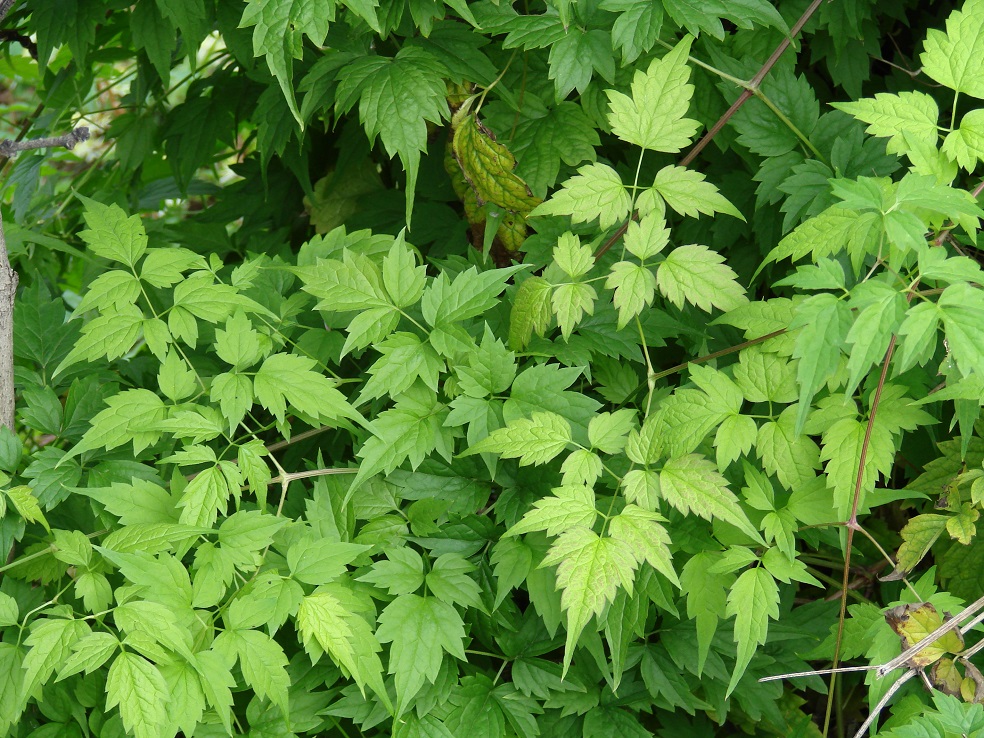 Image of Clematis brevicaudata specimen.