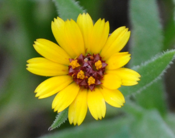 Image of Calendula bicolor specimen.