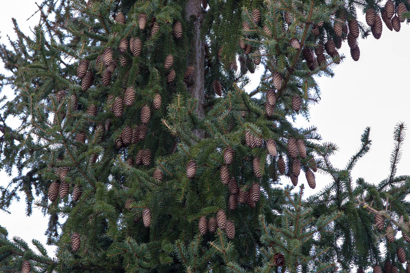 Изображение особи Picea abies.