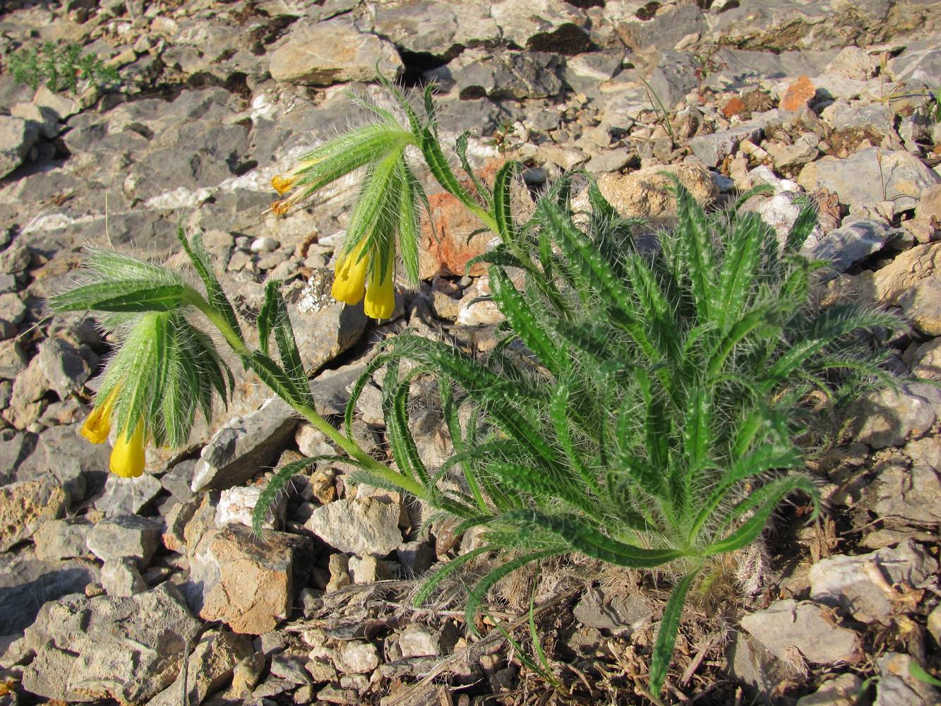 Image of Onosma irritans specimen.