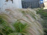 Hordeum jubatum