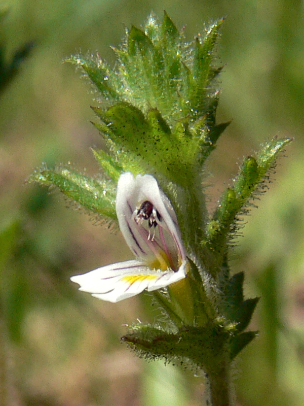 Image of Euphrasia hirtella specimen.