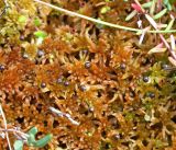 Sphagnum subfulvum