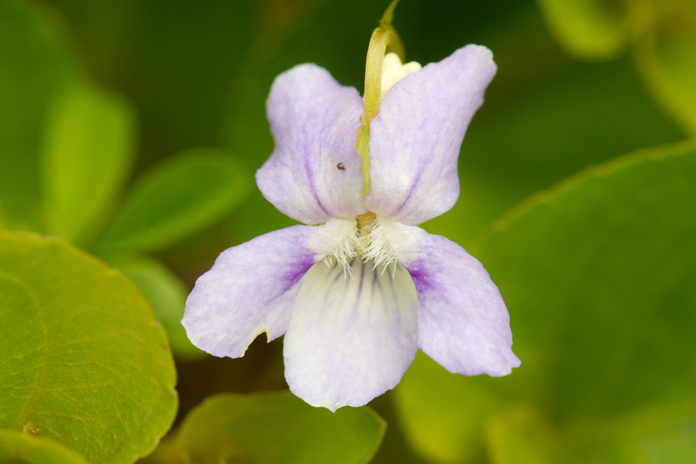 Image of genus Viola specimen.