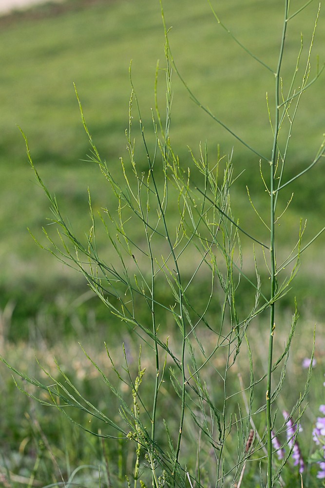 Изображение особи Asparagus officinalis.