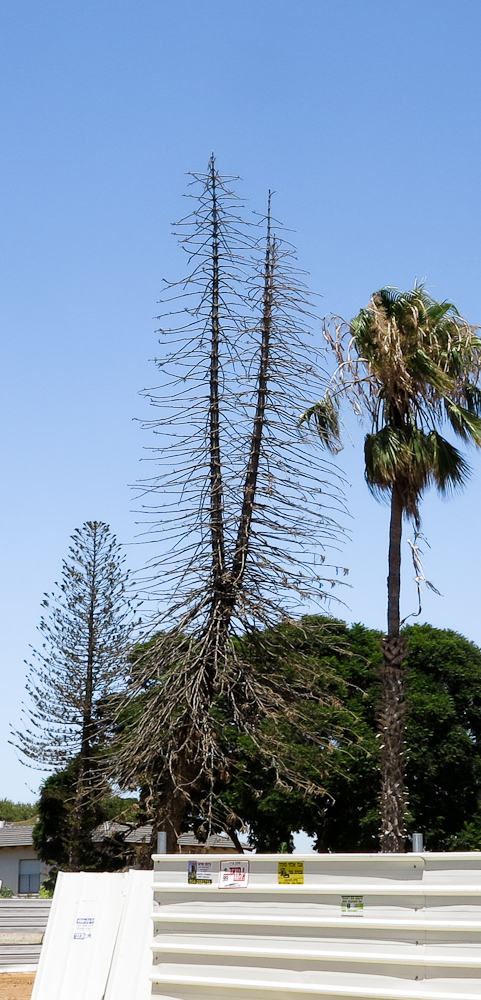 Image of Araucaria heterophylla specimen.