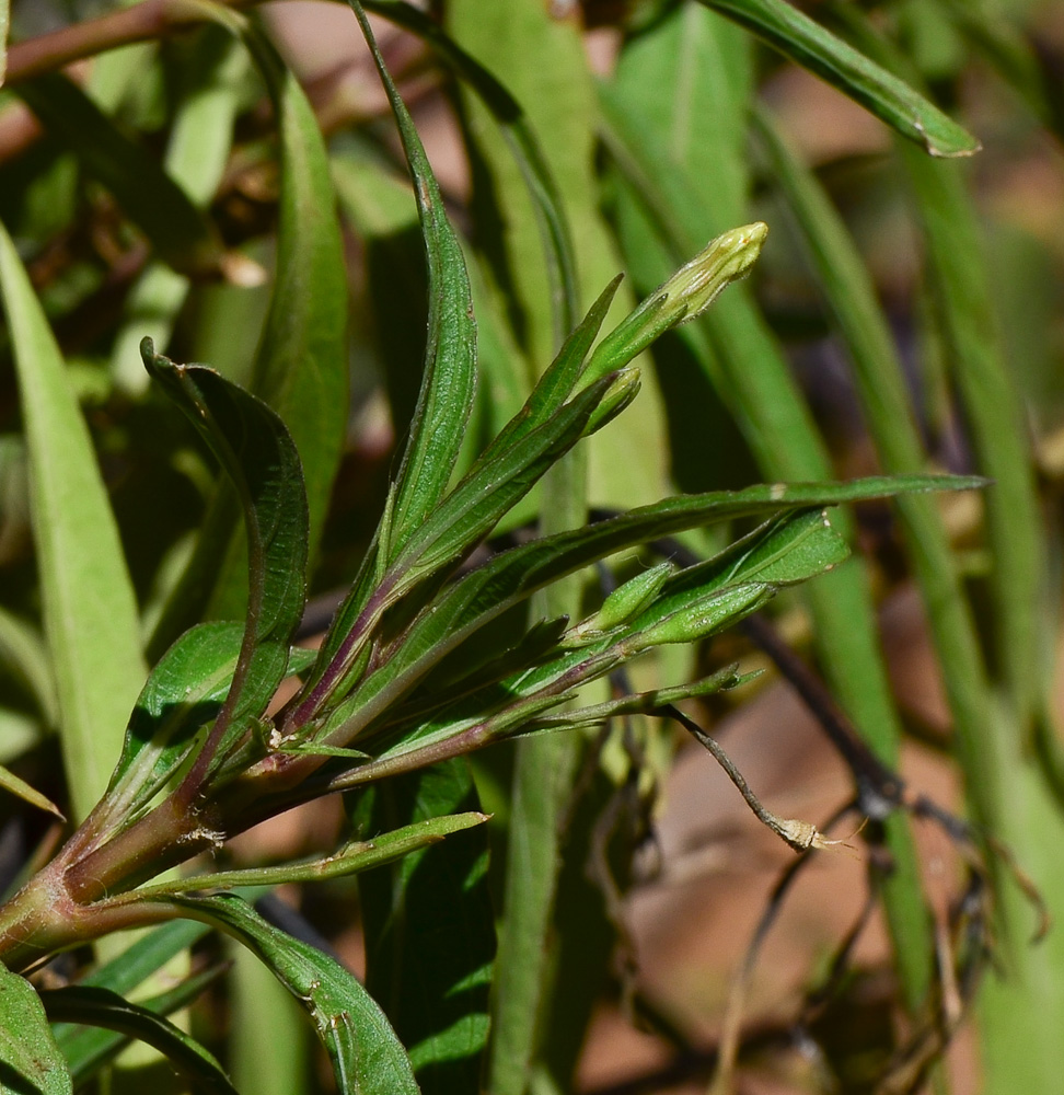 Image of Ruellia simplex specimen.