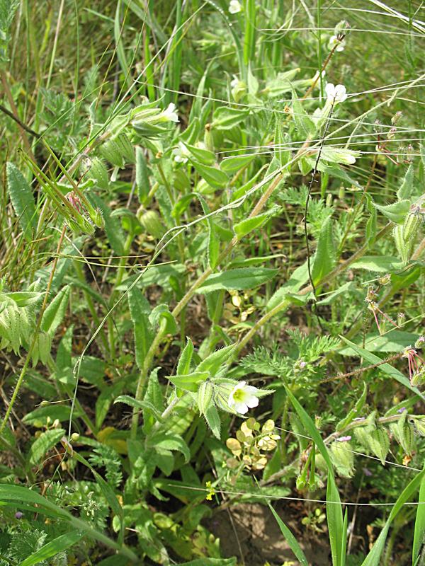 Image of Nonea lutea specimen.