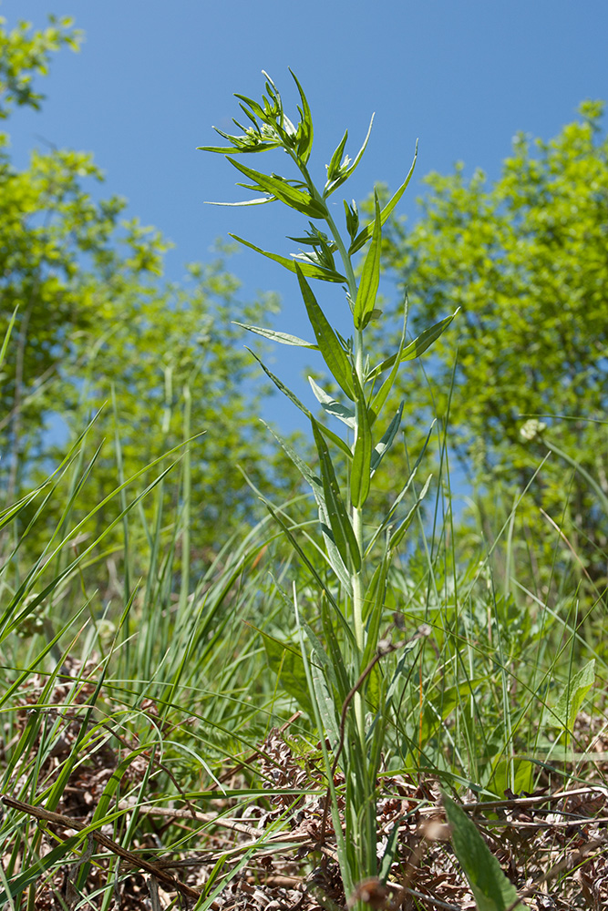 Image of Lithospermum officinale specimen.