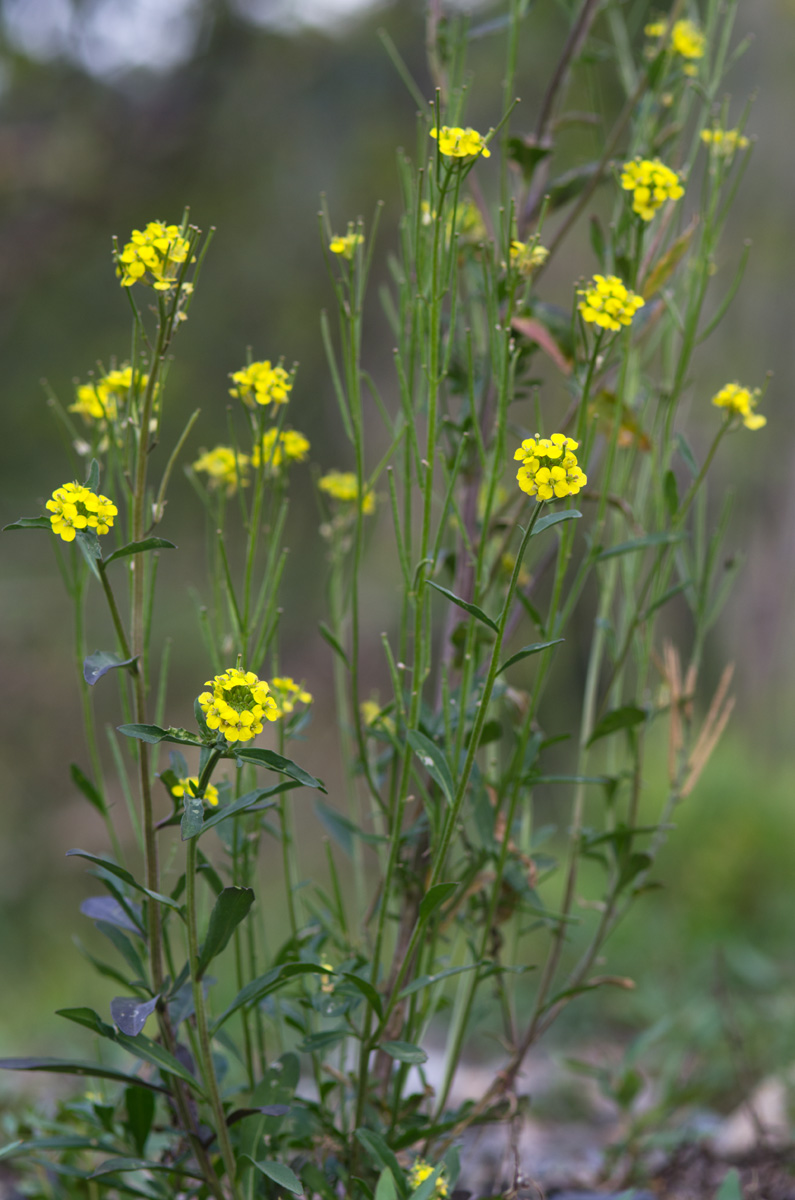 Image of Erysimum hieraciifolium specimen.