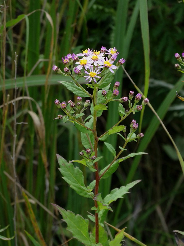 Image of Aster ageratoides specimen.