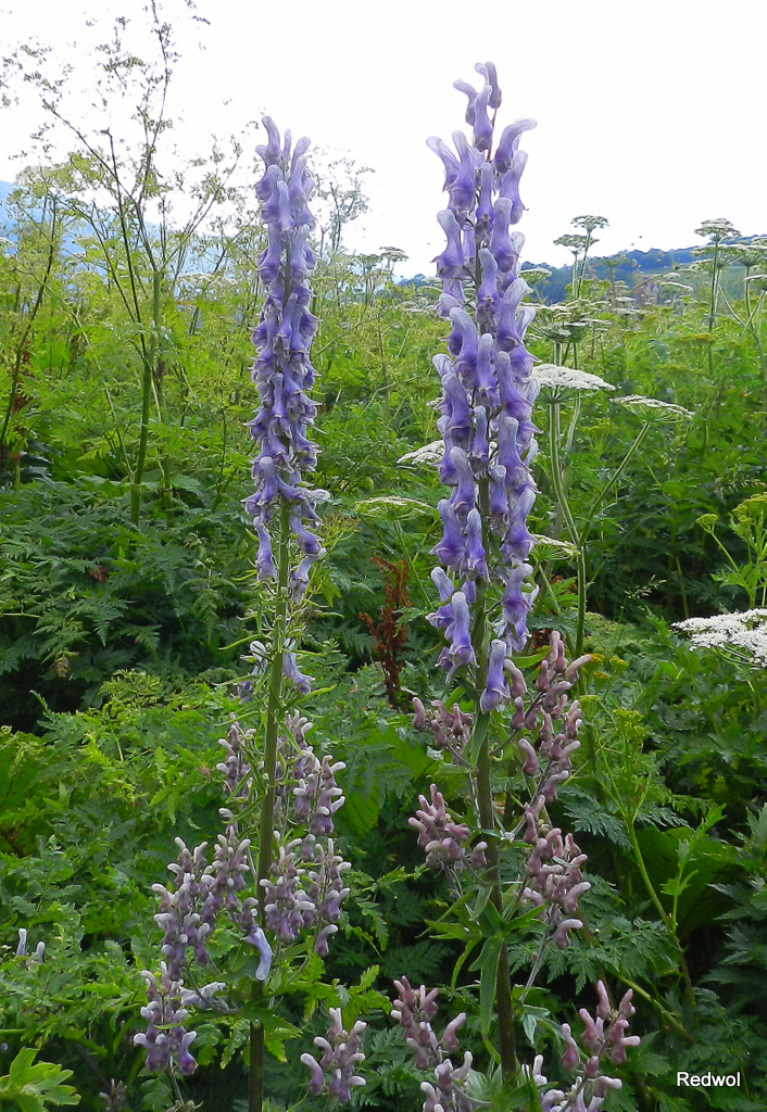 Image of Aconitum orientale specimen.