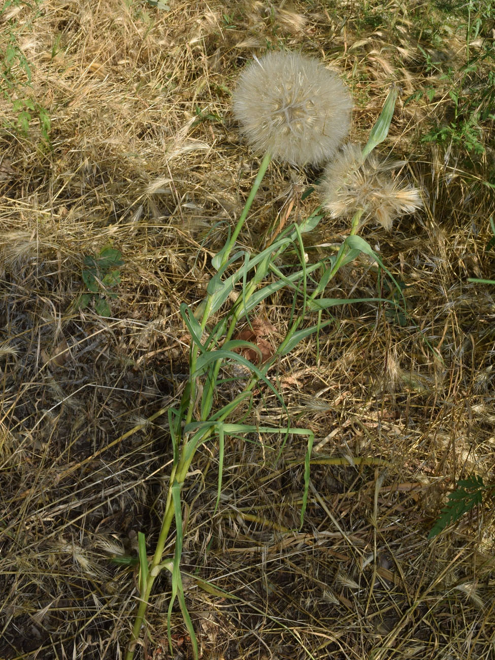 Image of Tragopogon capitatus specimen.