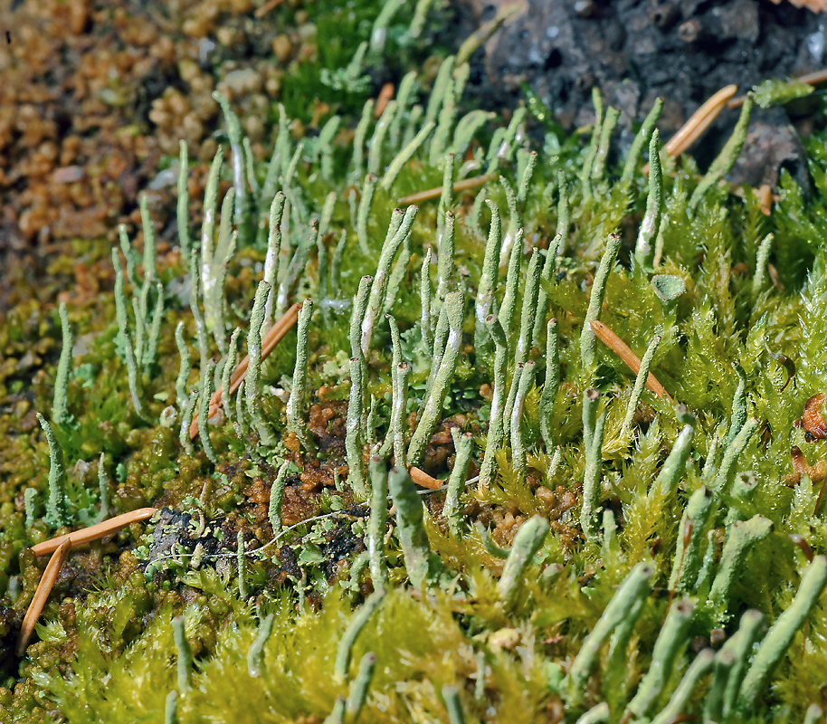 Изображение особи Cladonia coniocraea.