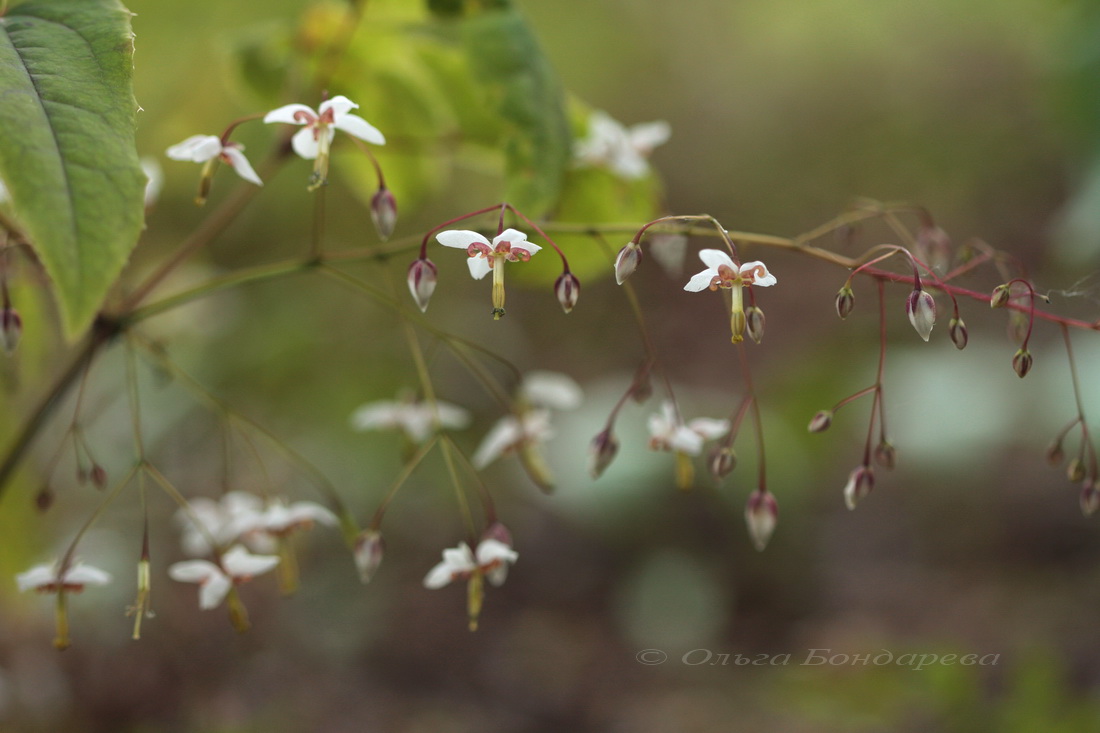 Image of Epimedium dolichostemon specimen.