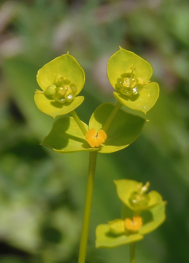 Изображение особи Euphorbia seguieriana.