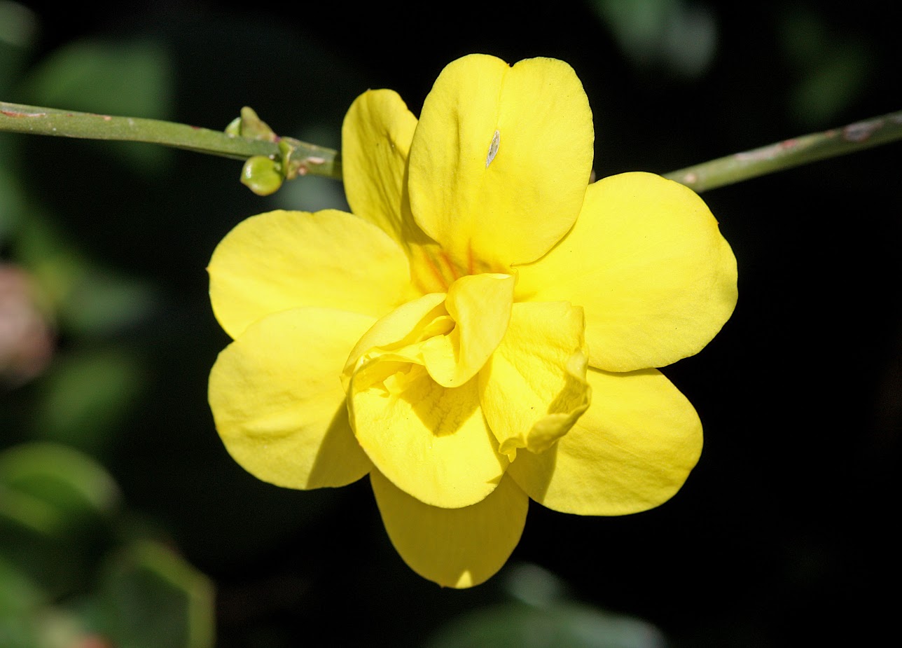 Image of Jasminum mesnyi specimen.