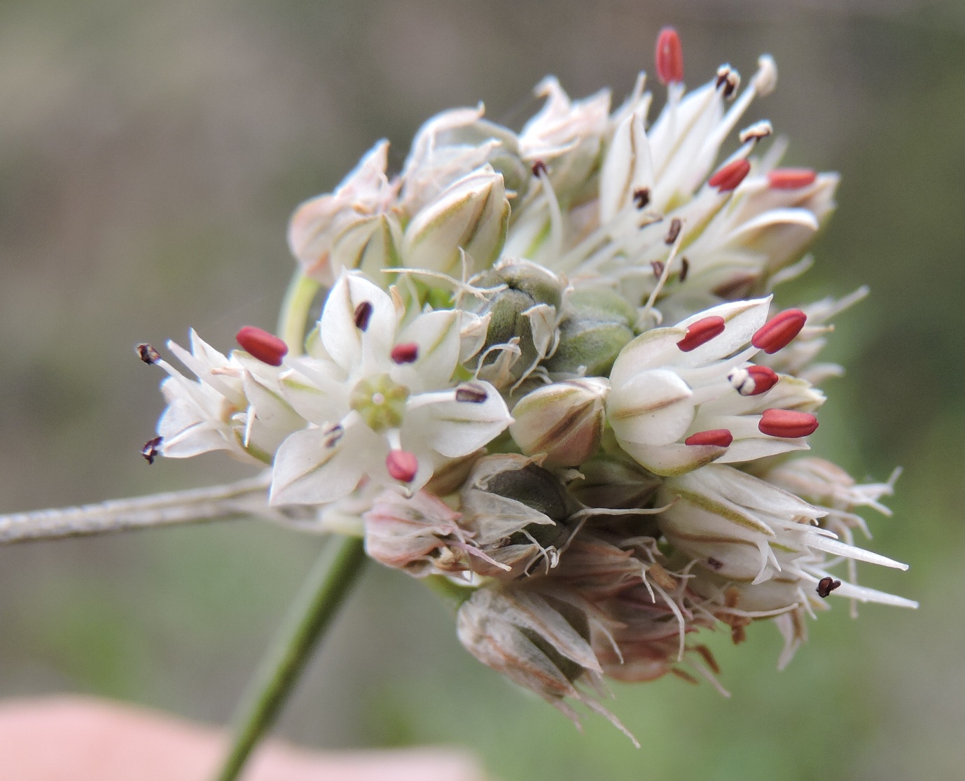 Изображение особи Allium leptomorphum.