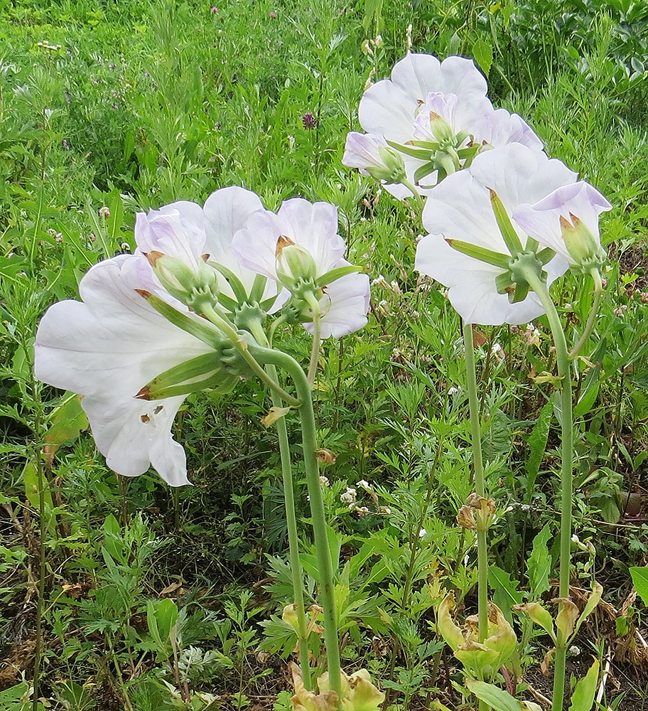 Изображение особи Ostrowskia magnifica.