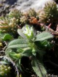 Cerastium brachypetalum ssp. tauricum